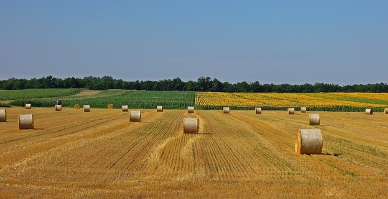 780x400 1510909820wheatfield 2545736 640