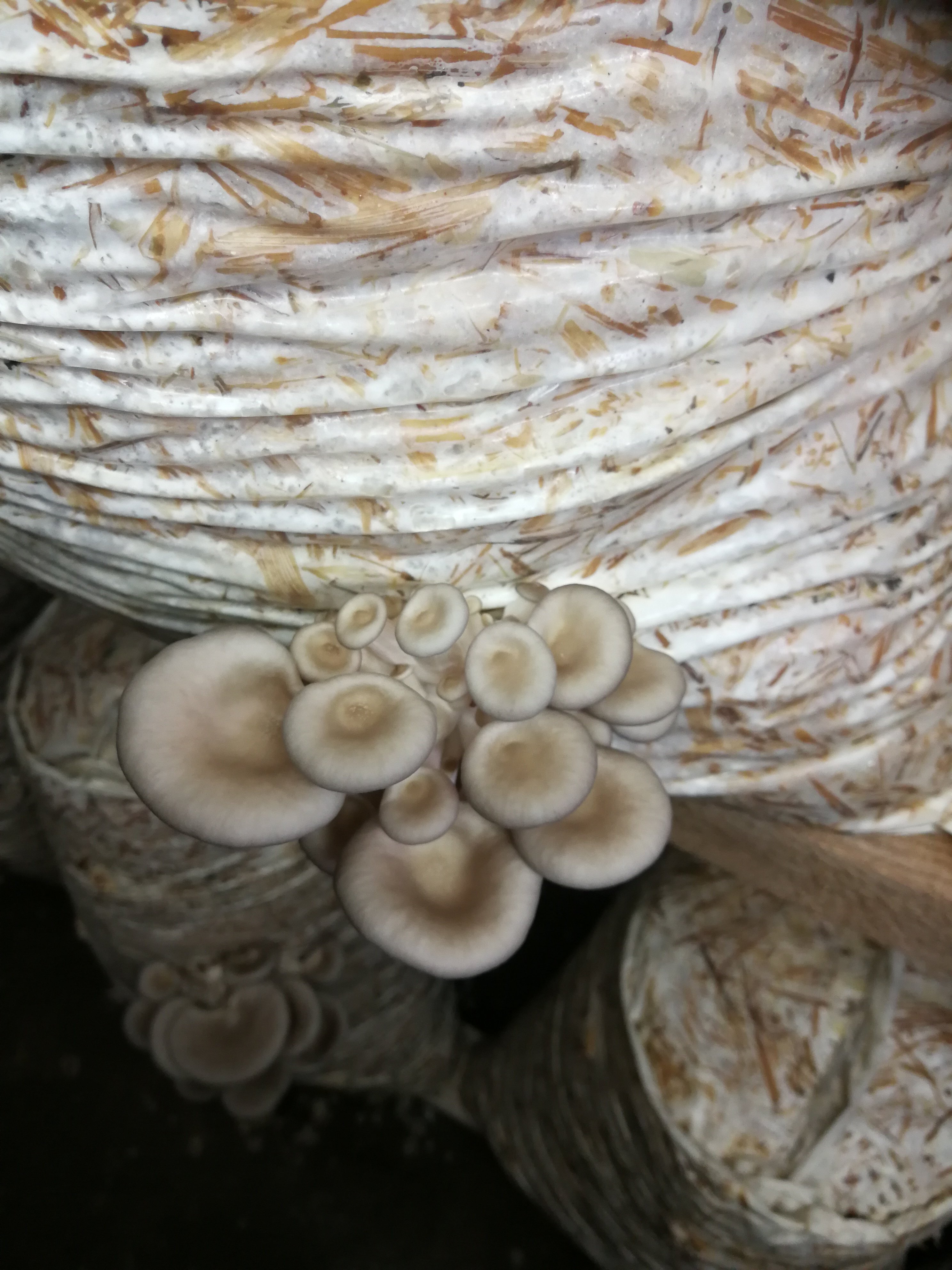 gljive 1
