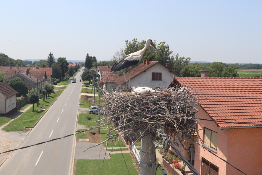 SIMBOL SREĆE 24. kolovoza slavi se Međunarodni dan bijele rode s ciljem zaštite ove ugrožene vrste 2 image008 2 1