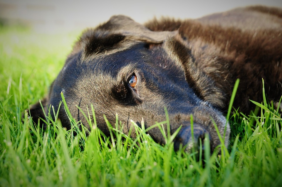 dog 3387978 960 720