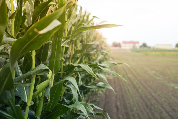 corn field sunset 342744 576