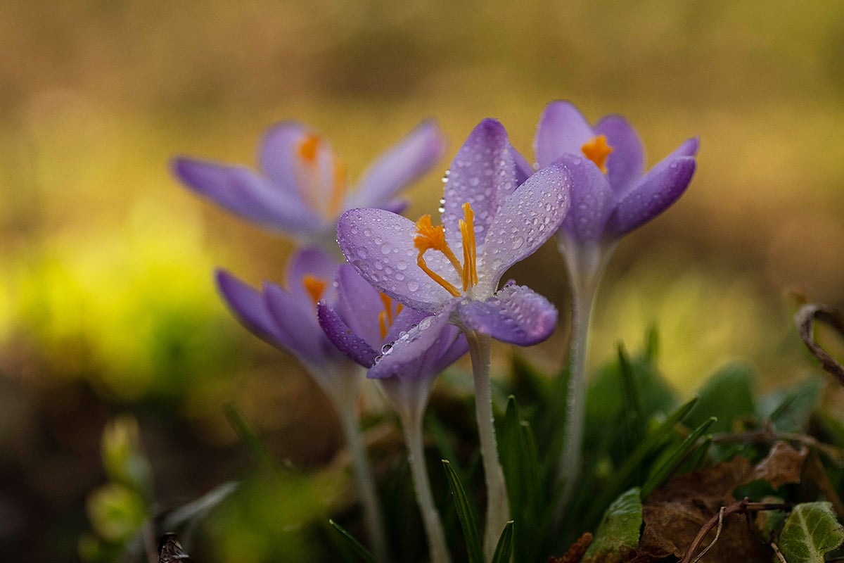 DSCF8525 2