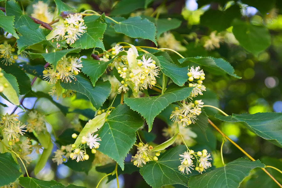 blossoming linden branch