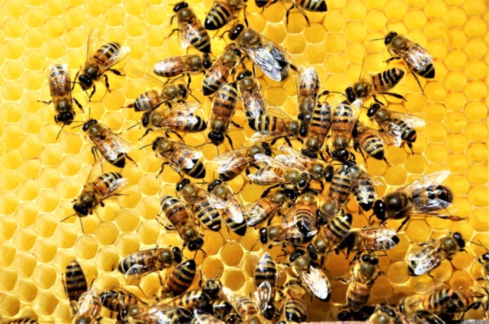 closeup shot group bees creating honeybee full delicious honey 181624 15784 1