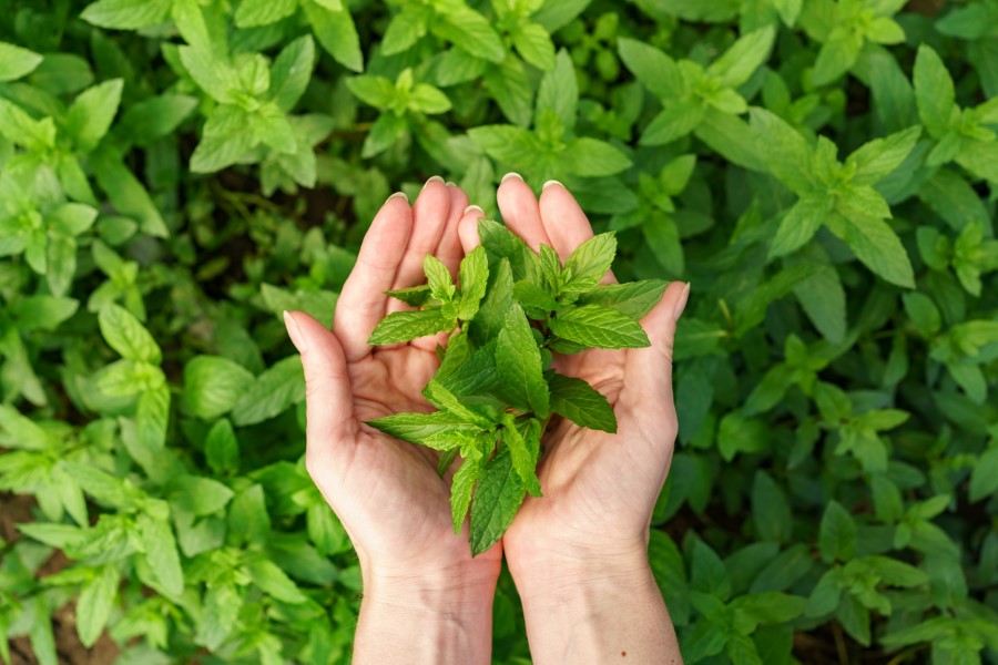 bunch fresh mint female hands 1