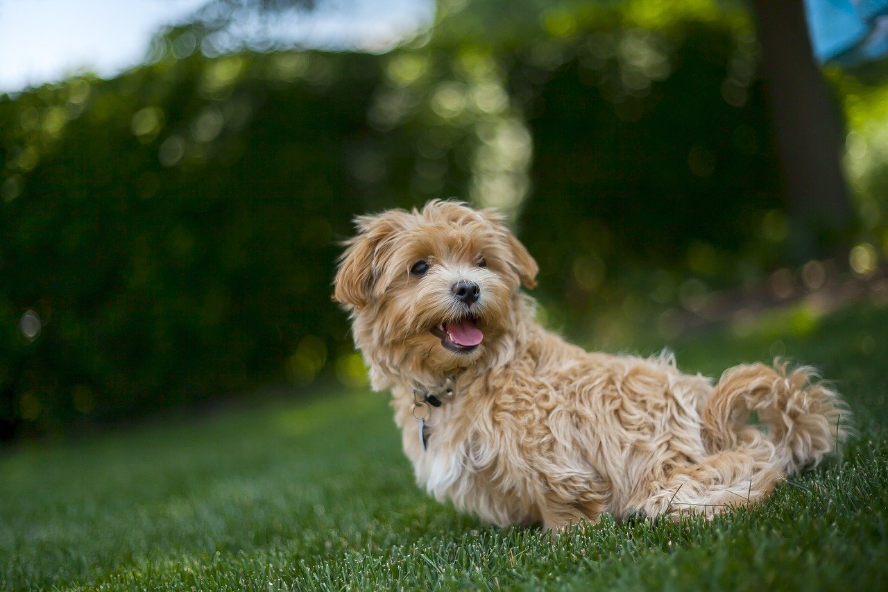 dog 1222364 1280