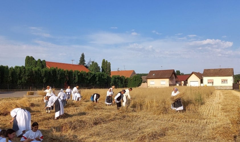 žetvena svečanost