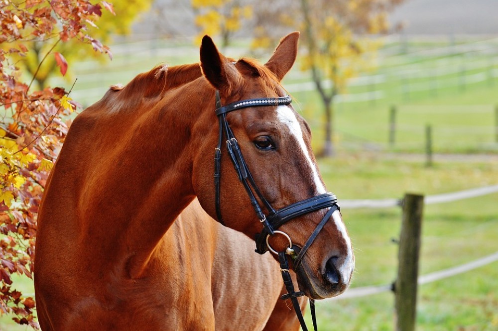 horse 1007216 960 720