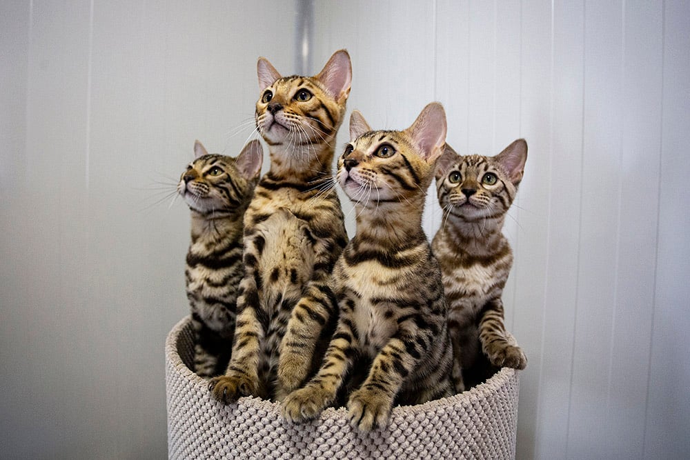 bengal cats 1