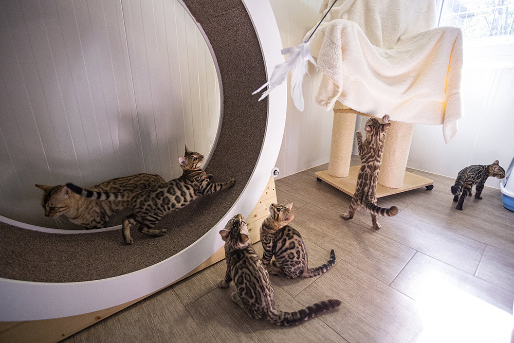 bengal cats 2