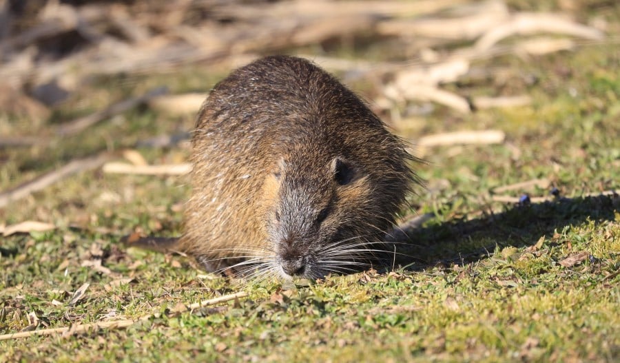 nutria myocastor coypus ark Custom