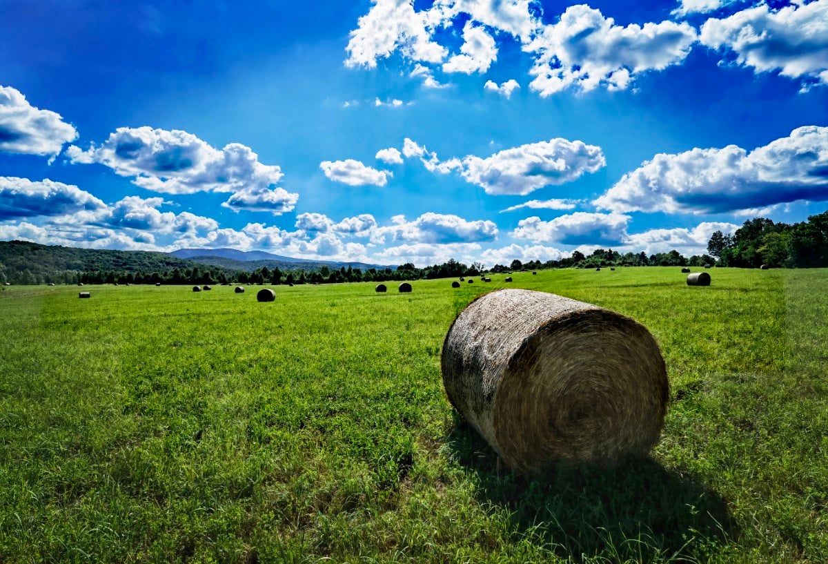 Zdravka Colak Bale