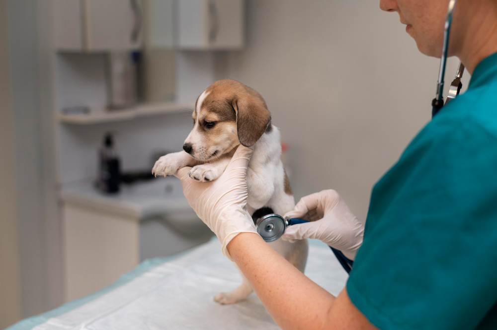 close up veterinarian taking care dog