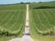 Wine Walk Baranja