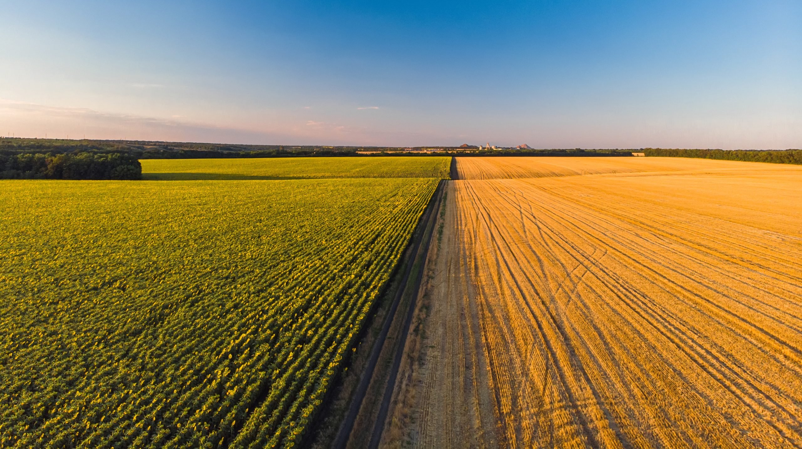 colorful farm fields from sunflower wheat rye corn scaled