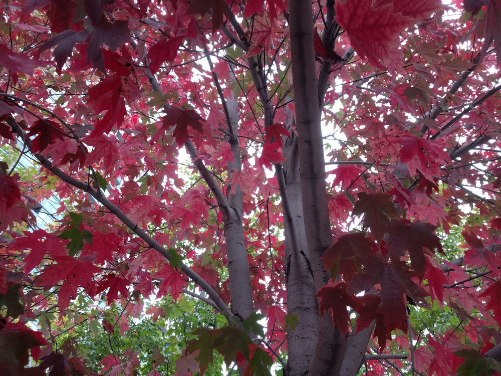 low angle closeup shot red leaves maple tree