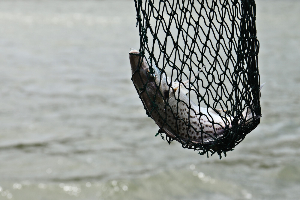 fish shunted by fisherman s net middle sea