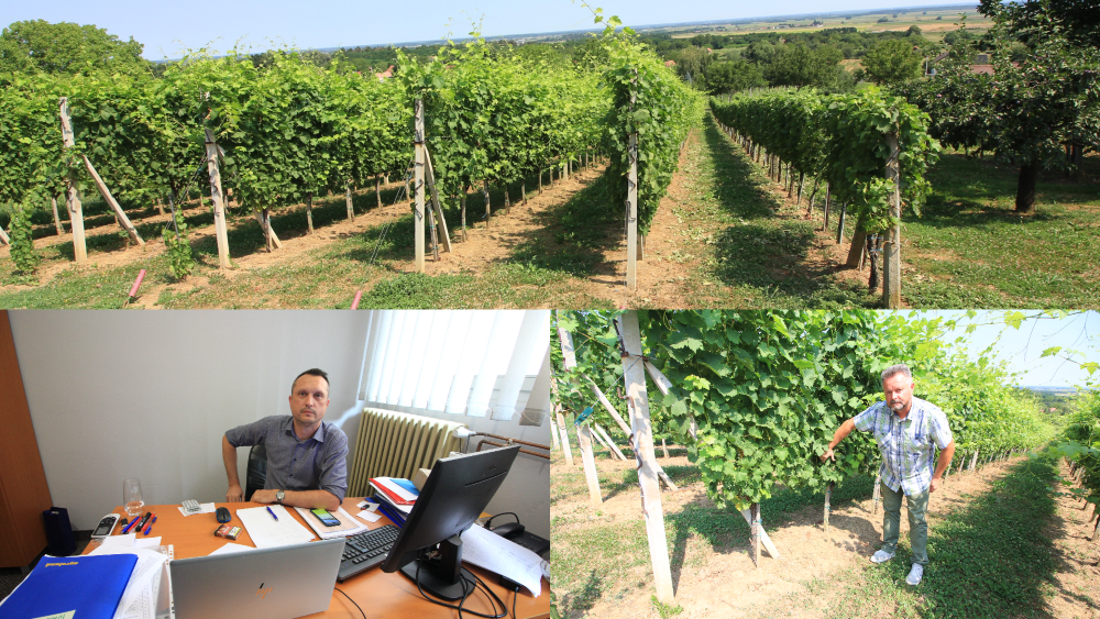 Bojazan od dugotrajne suše i njenih posljedica: Vinogradari suočeni s ozbiljnim izazovima zbog leda i nedostatka kiše 19 photo collage.png 4