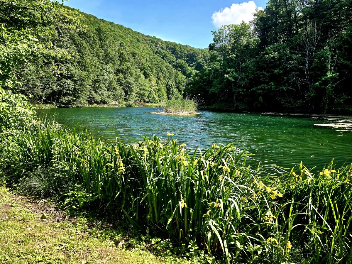 Jankovac