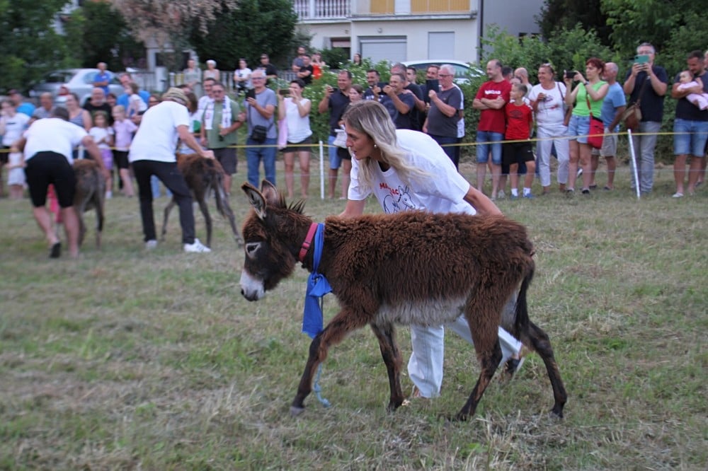 Dani Dalmacije u Dalmatinskoj