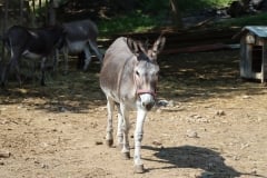 IMG_9445