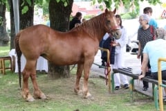 IMG_0715-Custom